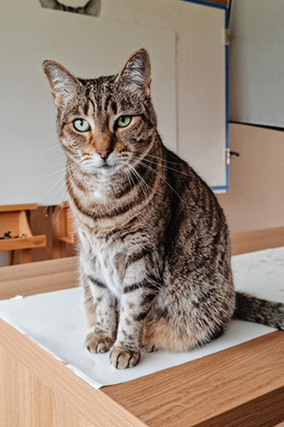 Cat sitting on a wooden desk in artist Laura J Stratton's studio
